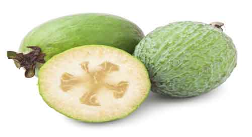 Feijoa