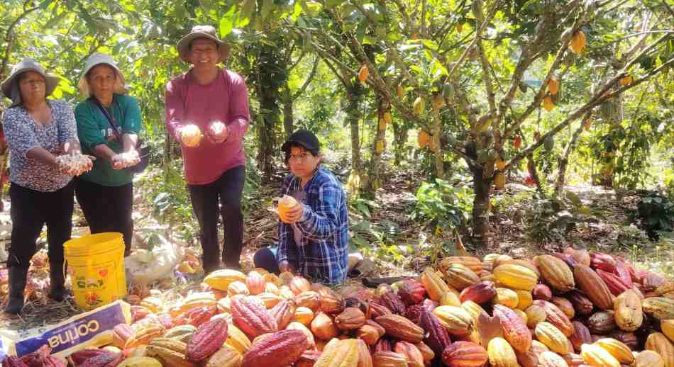 Recoletores de cacao del Perú