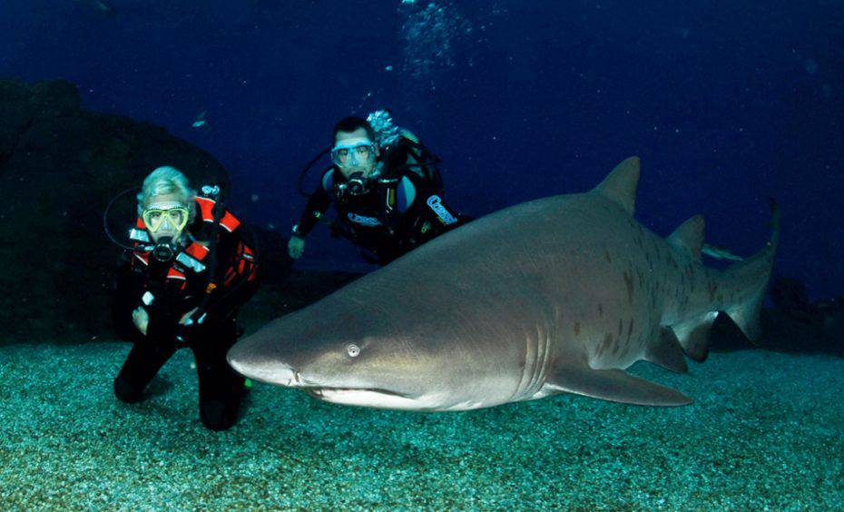 6. Bucear y dormir entre tiburones Aquarium de Mallorca 1