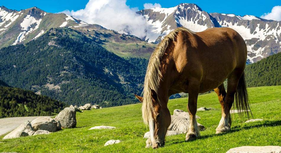 AranValley Catalonia paisaje de montaña con un caballo