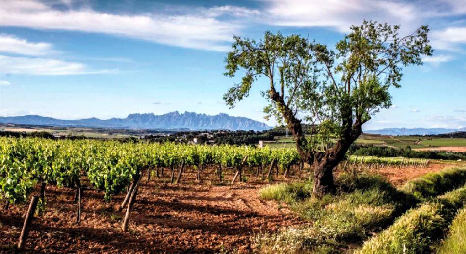 Las viñas de Cava Avinyó