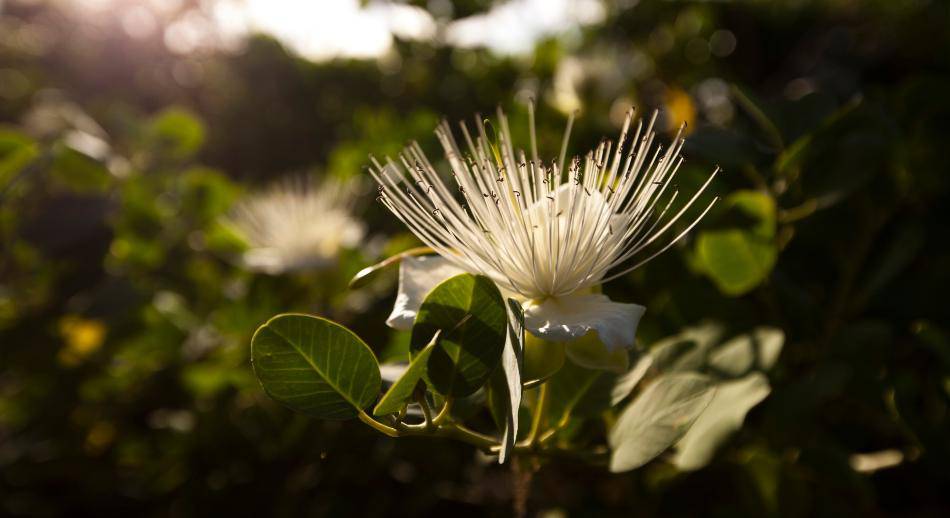 Atiu Naturaleza