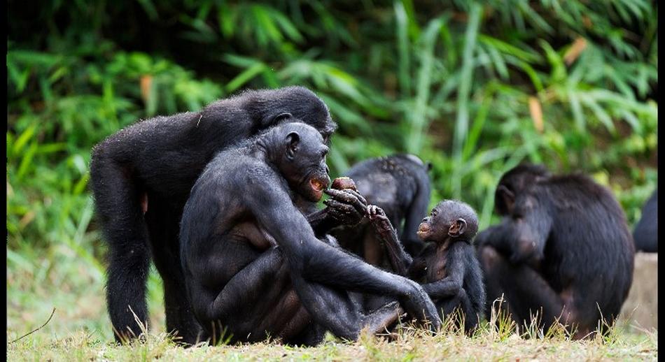 Bonobos República Democrática del Congo