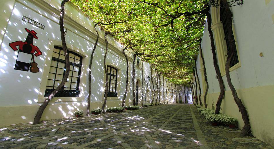 Calle emparrada Bodegas González Byass Jerez