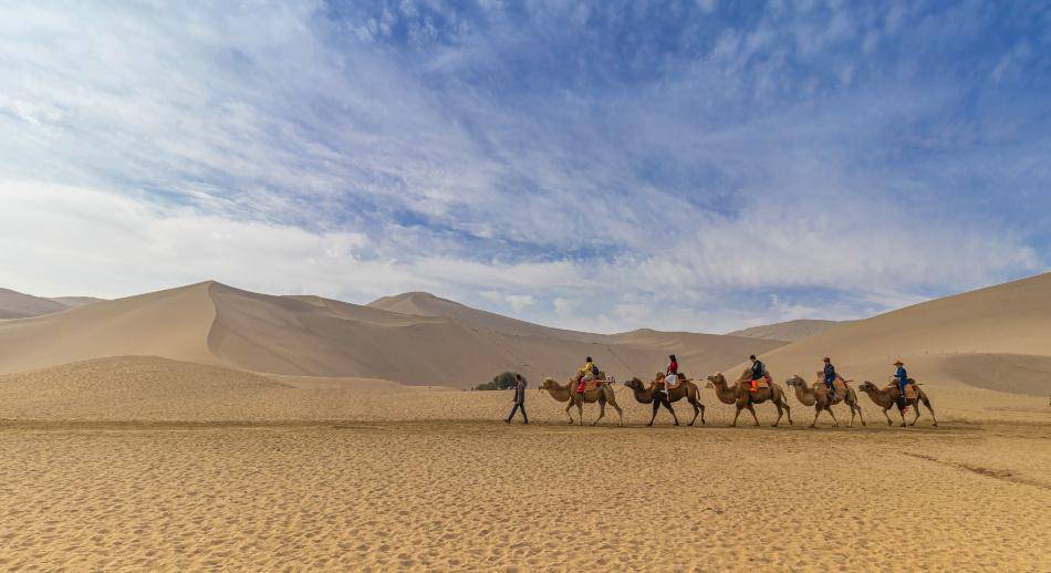 Camellos en el desierto