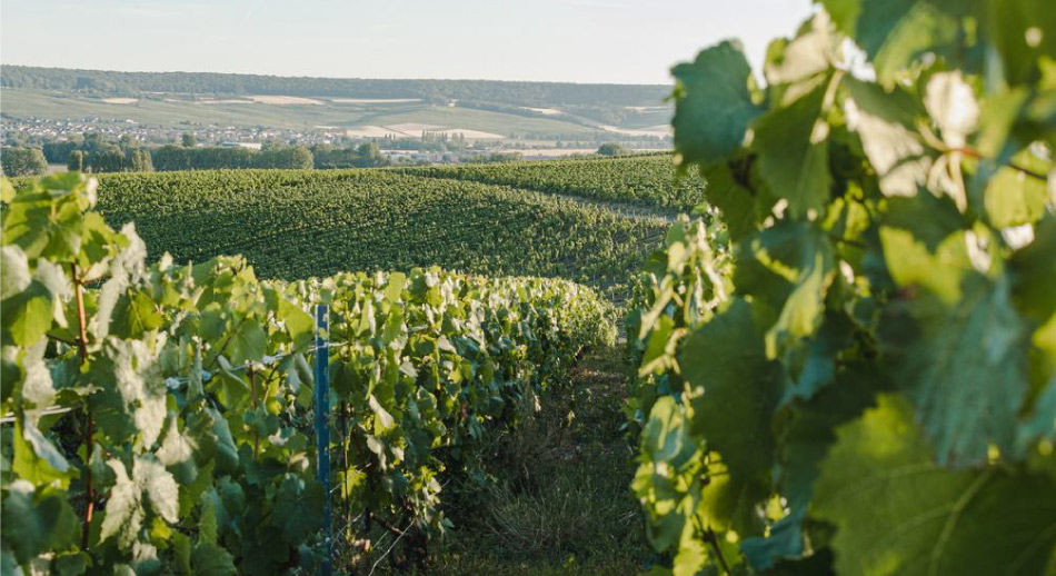 La Champagne es enoturismo