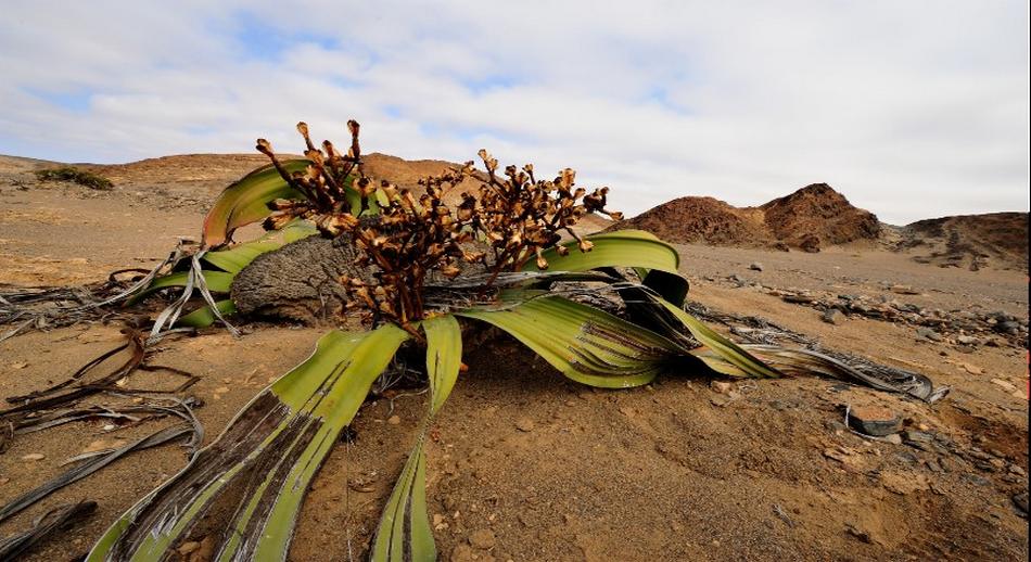 Desierto de Namibia