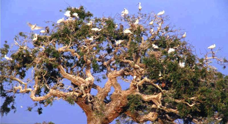 Doñana es  turismo y biodiversidad 