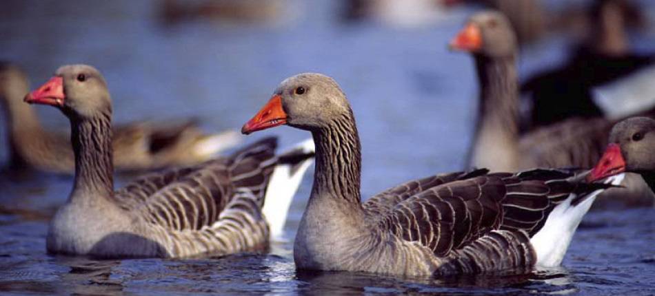 Doñana es turismo y  biodiversidad