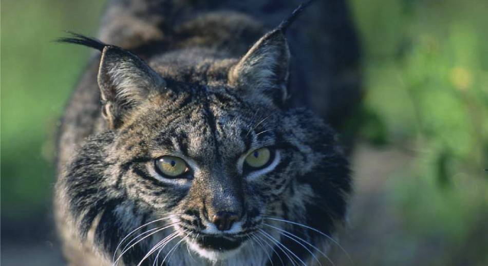 Doñana, Turismo y Biodiversidad