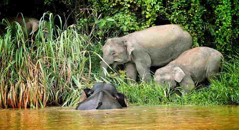 Elefantes pigmeos de Malasia