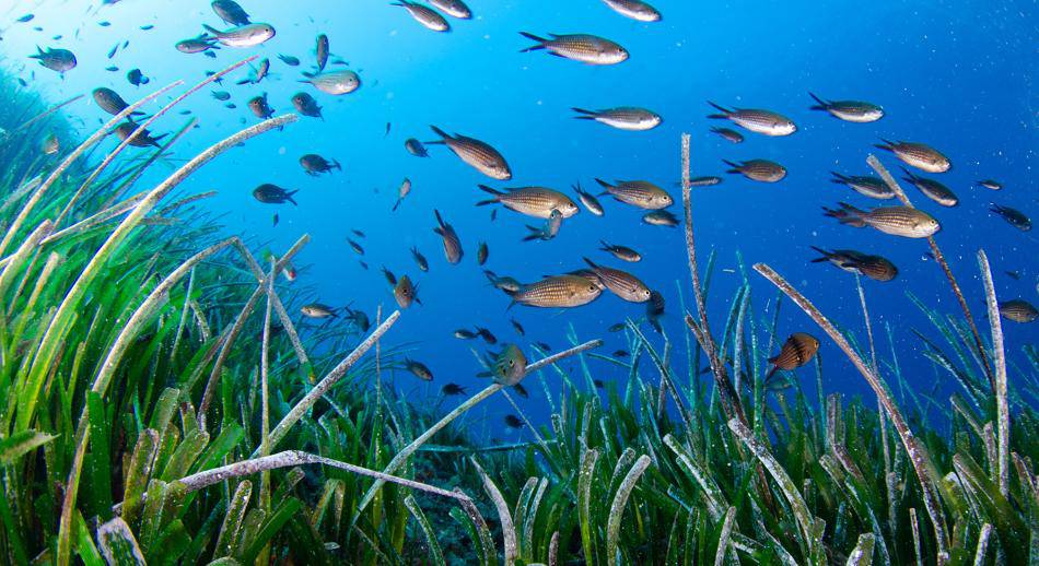 Formentera Posidonia Oceánica 9