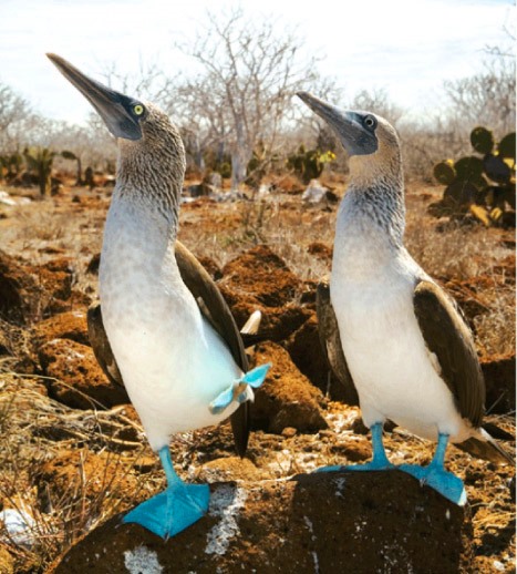 Galápagos un destino único en el mundo