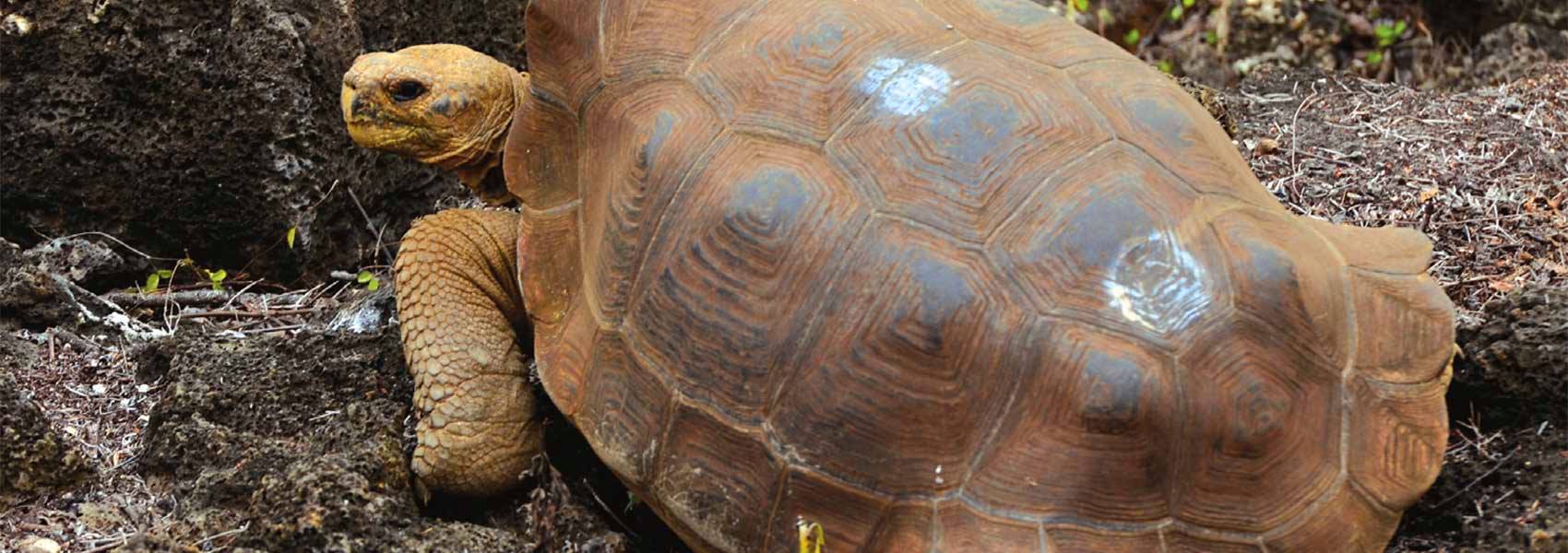 Galápagos un destino único en el mundo