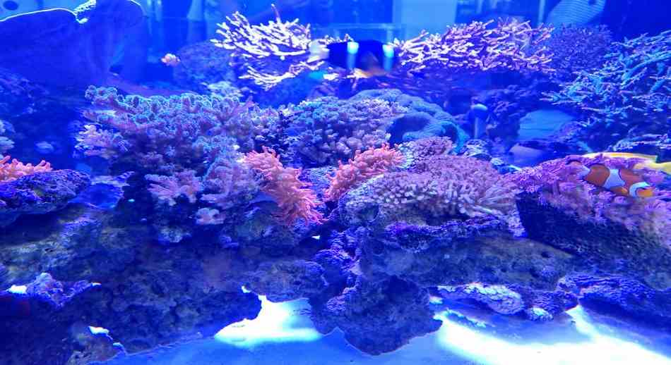 HAINAN CENTRO recuperacio n de coral de Wuzhizhou 1