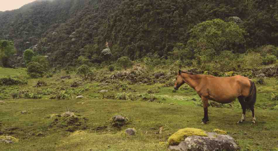 La Pastora Pereira Risaralda Colombia felipe castilla ZWx8Y4N9KQ0 unsplash 1