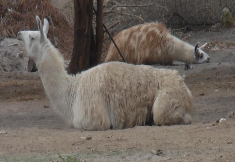 Llamas descansando