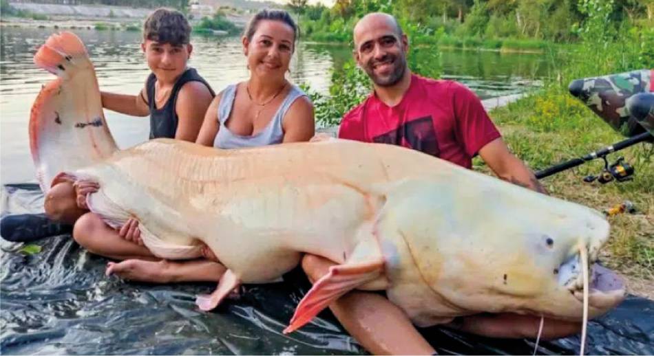 Los Monstruos albinos del Rio Ebro