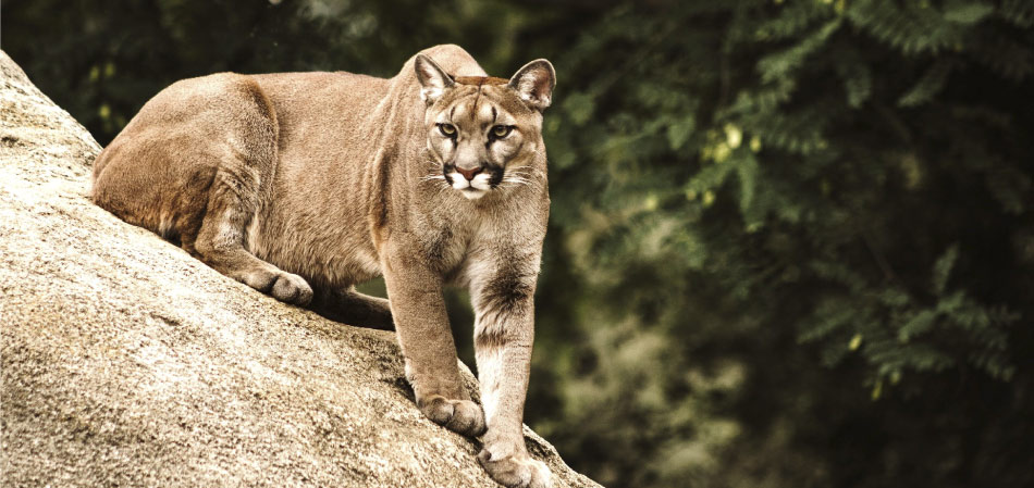 Los animales sagrados Inkas - el puma