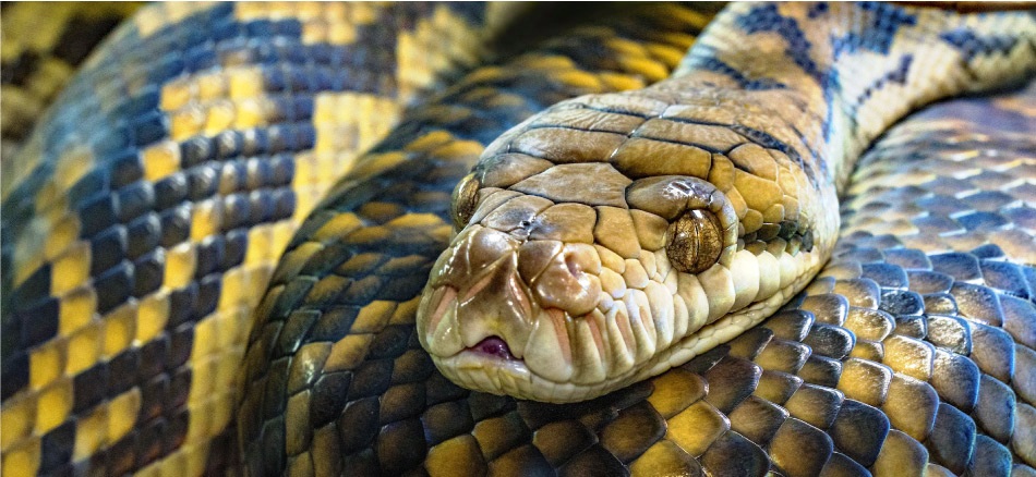 Los animales sagrados Inkas -  la serpiente