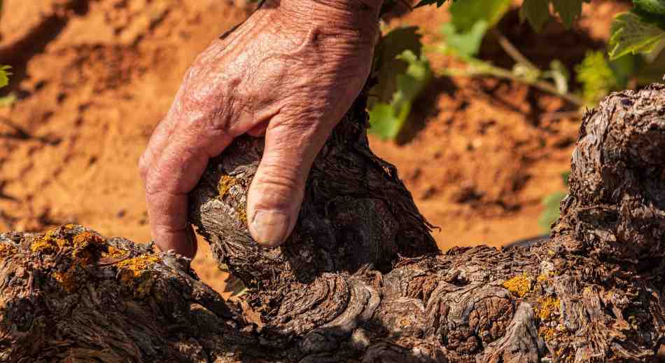 Mano el una cepa del viñedo