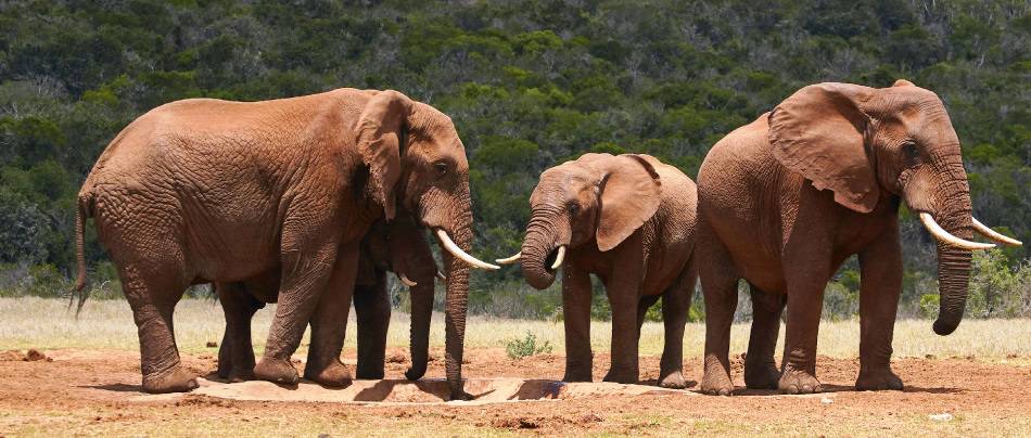 Mujeres del Turismo y Guardaparques en Sudáfrica