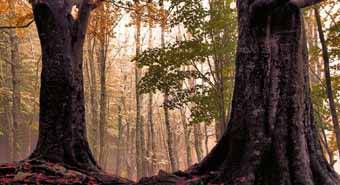 Parque Natural de Montseny Barcelona