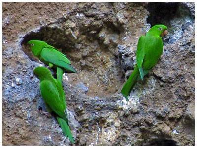 Pericos Nicaragua mayo 2021 copy copy copy