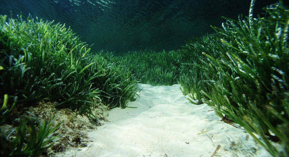 Posidonia oceánicaI Islas Pitiusas