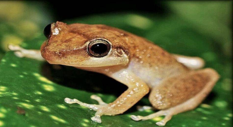 Rana coquí Puerto Rico