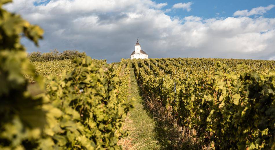 Región de viñedos de Tokaj Hungría