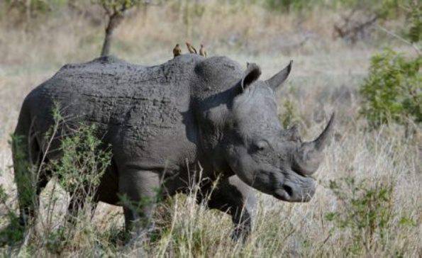 Ruanda, la fauna de la sabana y la selva