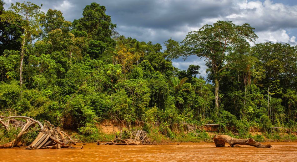 La Salvaje selva del Parque Nacional Madidi 