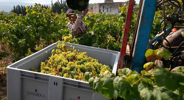 Bodegas Sumarroca, vinos y cava