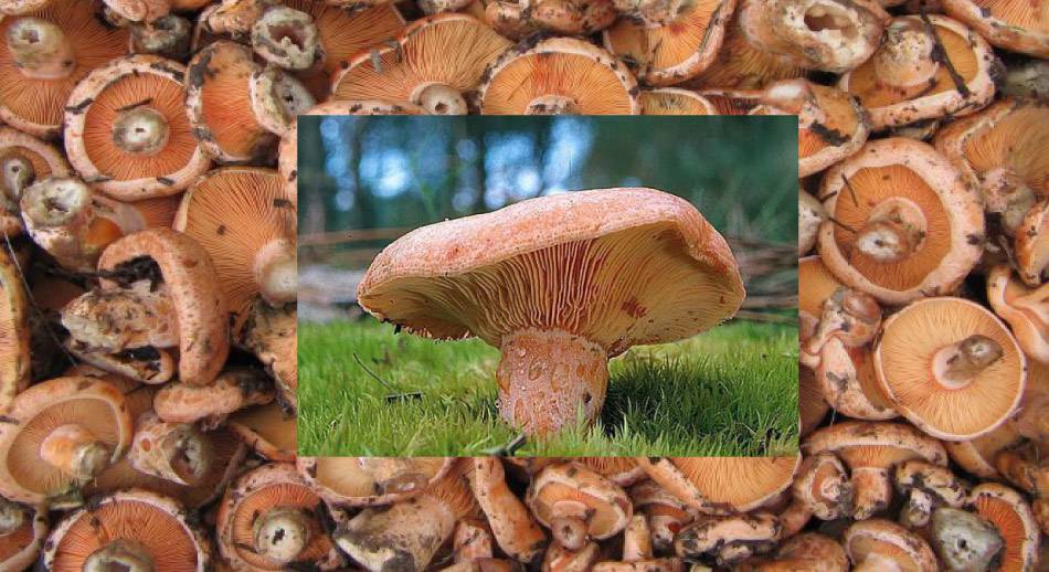 Níscalos y Boletus, uno de los tres placeres de la gastronomia en Soria