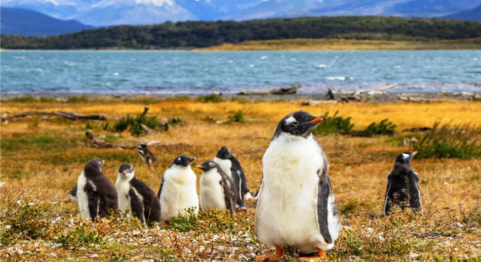 Ushuaia el último destino turístico de la tierra