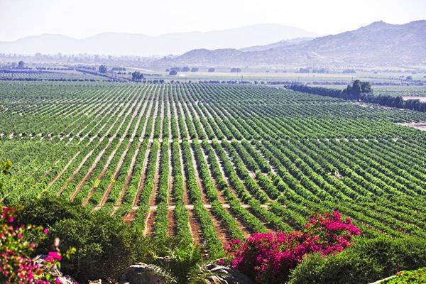 Viñedos en el valle de guadalupe baja california mayo 2021