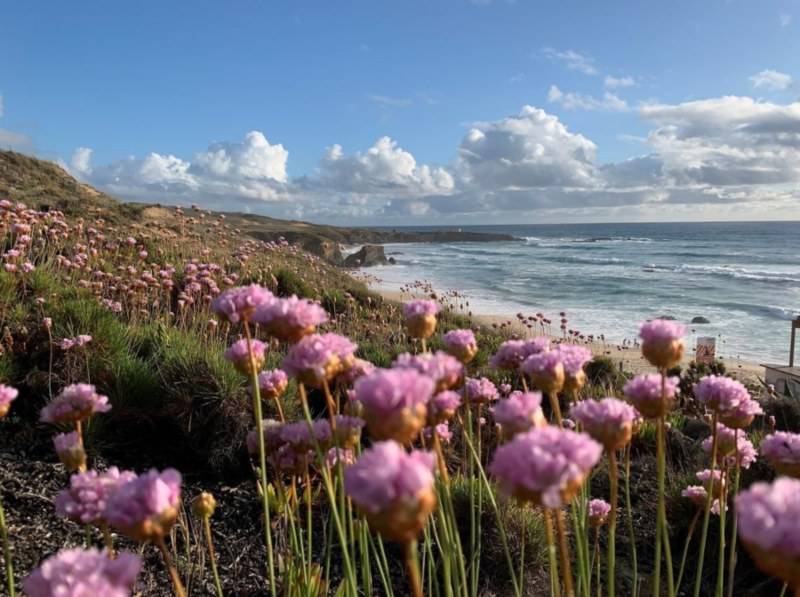 alentejo flores a