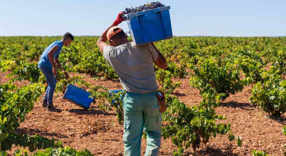 bodegas singulares vendimia