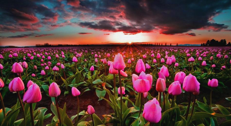 Campos de tulipanes en Holanda