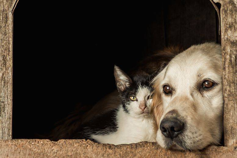 closeup shot of the snouts of cute dog and cat sitting cheek to cheek opt