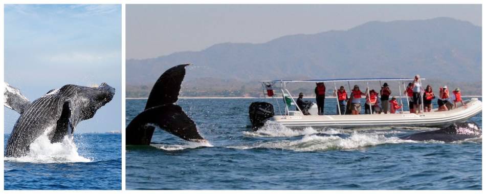 collage ballenas nayarit