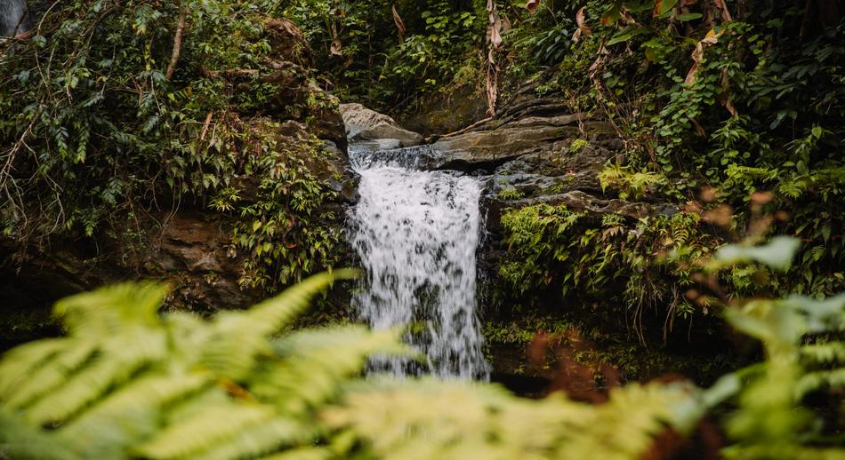 Del mar a la cima: la nueva ruta de senderismo de Puerto Rico que recorre la selva tropical
