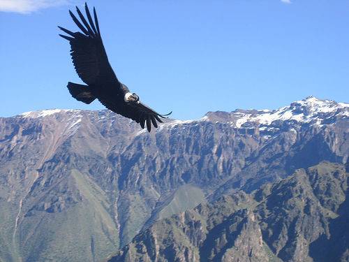 el cañon del colca copy