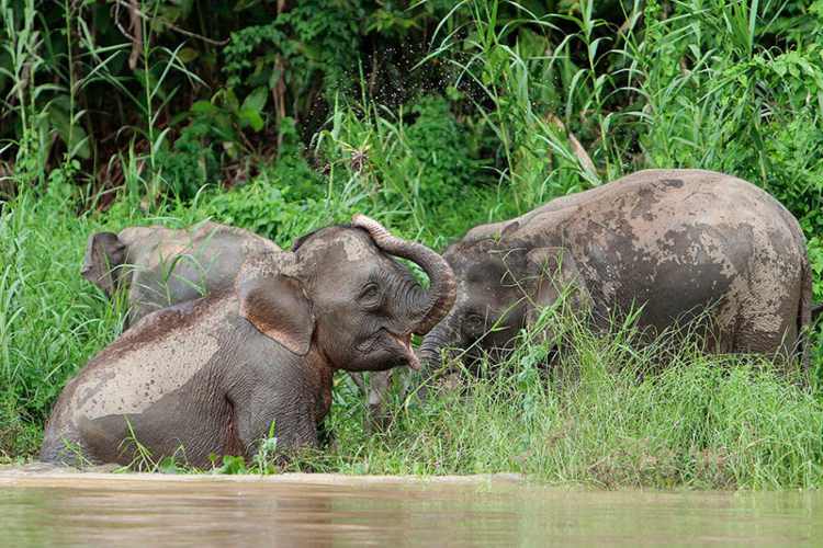 elefantes Kinabatangan Sukau Sabah