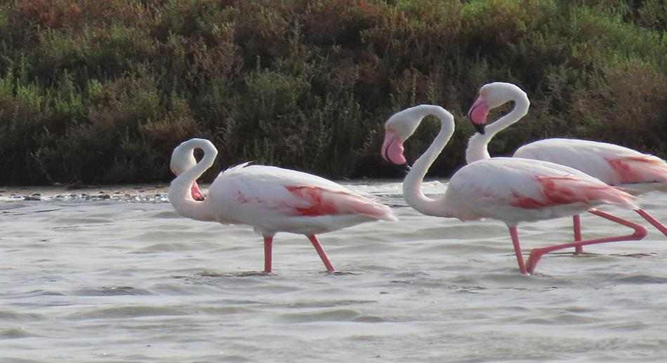 flamencos en san pedro del pinatar ArturoCrosby 1
