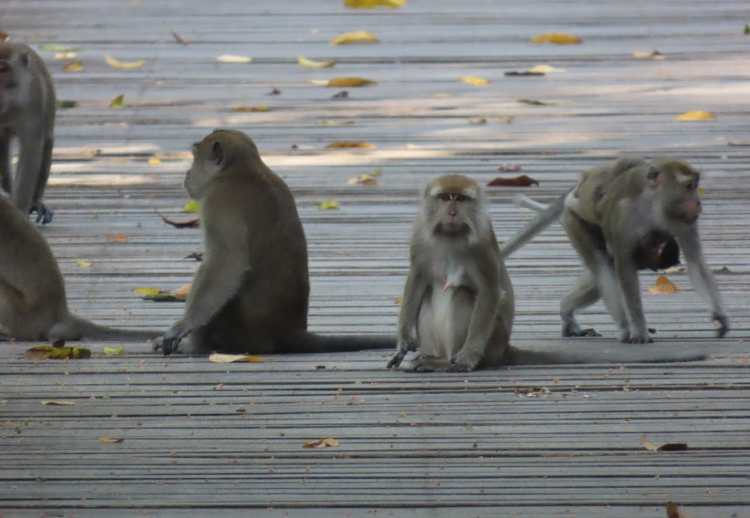 gibones Kinabatangan Sukau Sabah