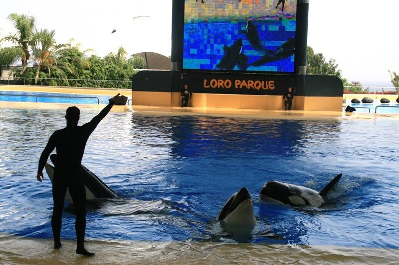 loro parque tejera