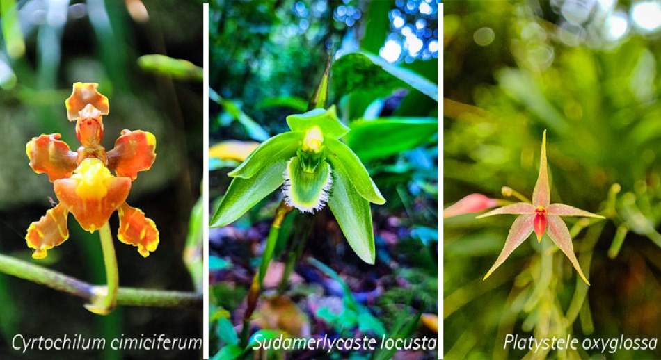 Las Orquídeas, gran atractivo turístico mundial