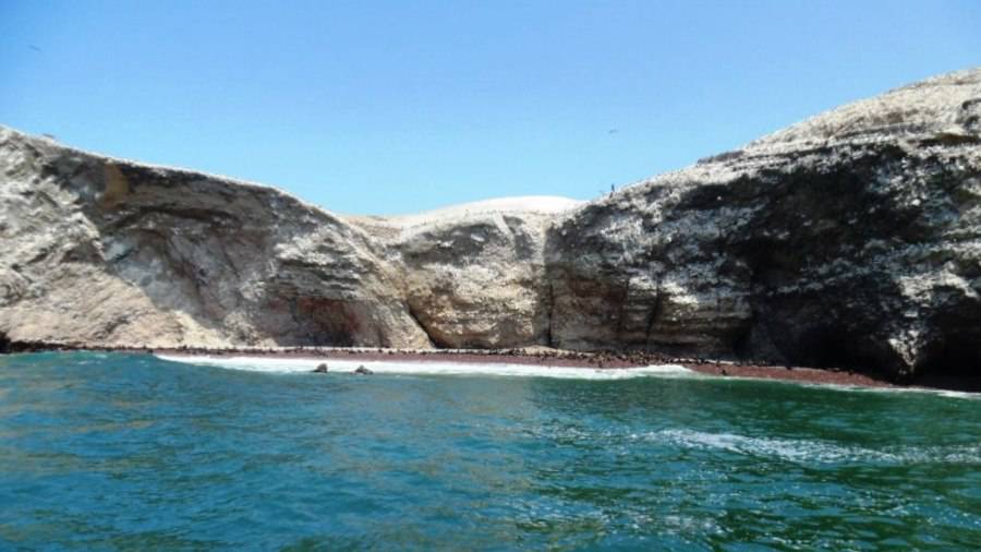 peru. una colonia de lobos